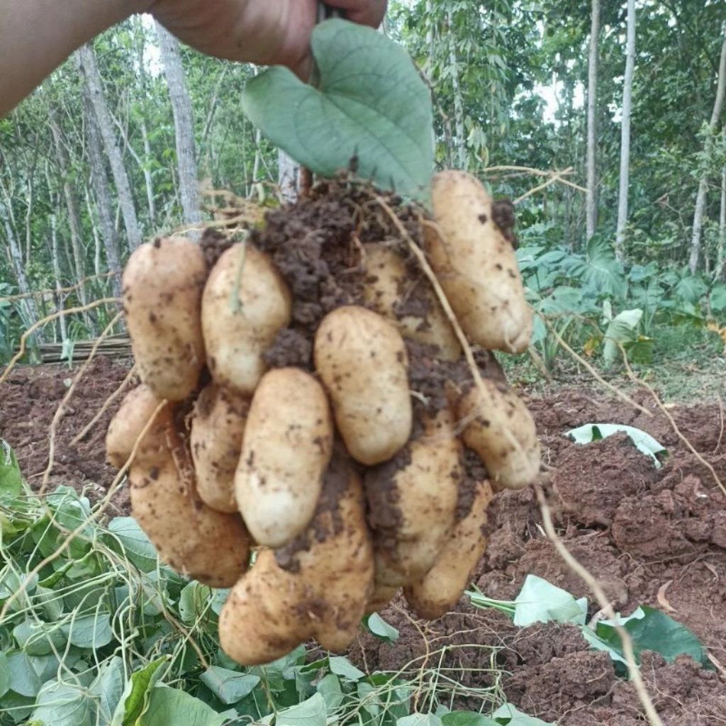 Bibit Umbi Gembili