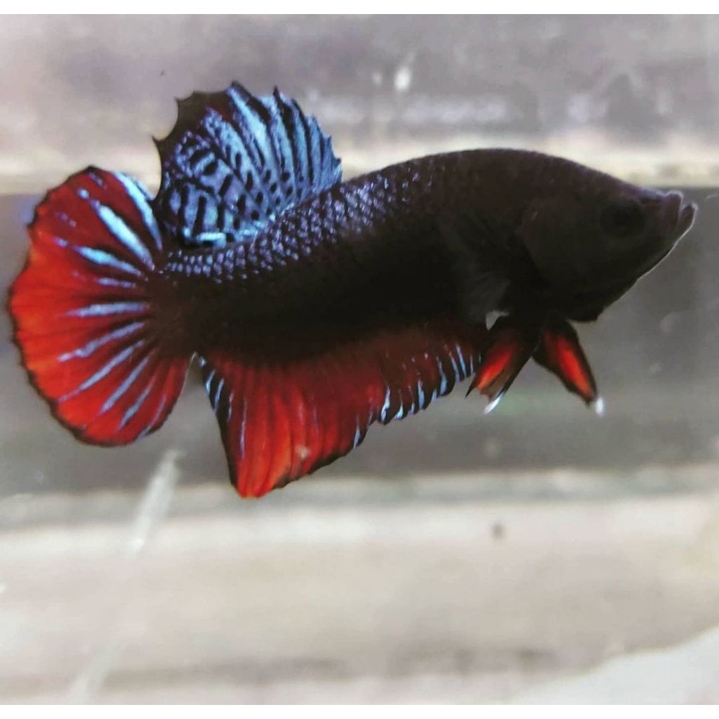 Ikan Cupang Aduan Fighter Import New Sakai Anakan Bahan Top Champion