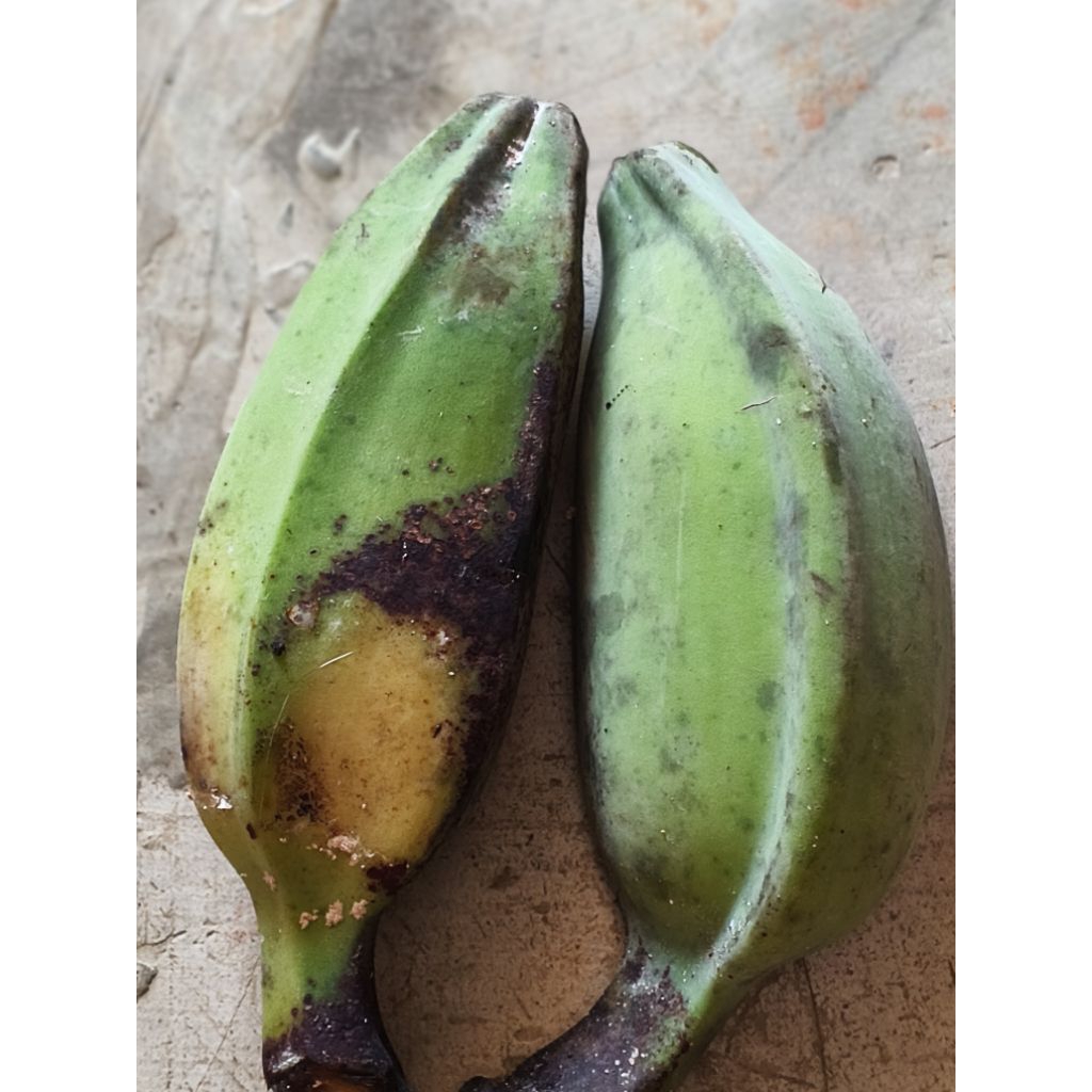 Pisang Kepok Mentah Segar Asli Pesisir Barat – Cocok Gorengan, Keripik & Olahan