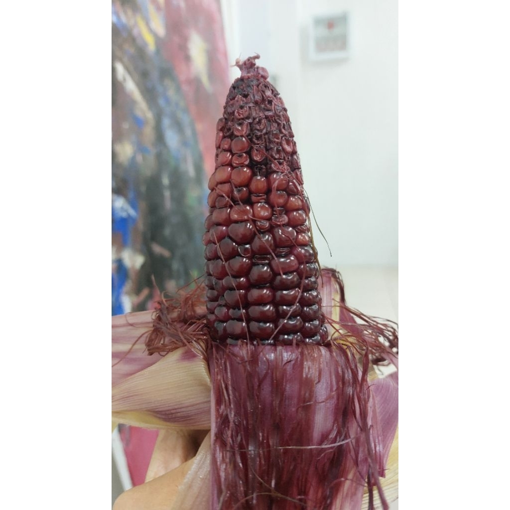 Jagung Ungu