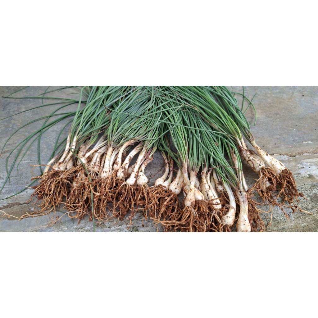 

sayur kuncai atau bawang batak per 1 kg termurah