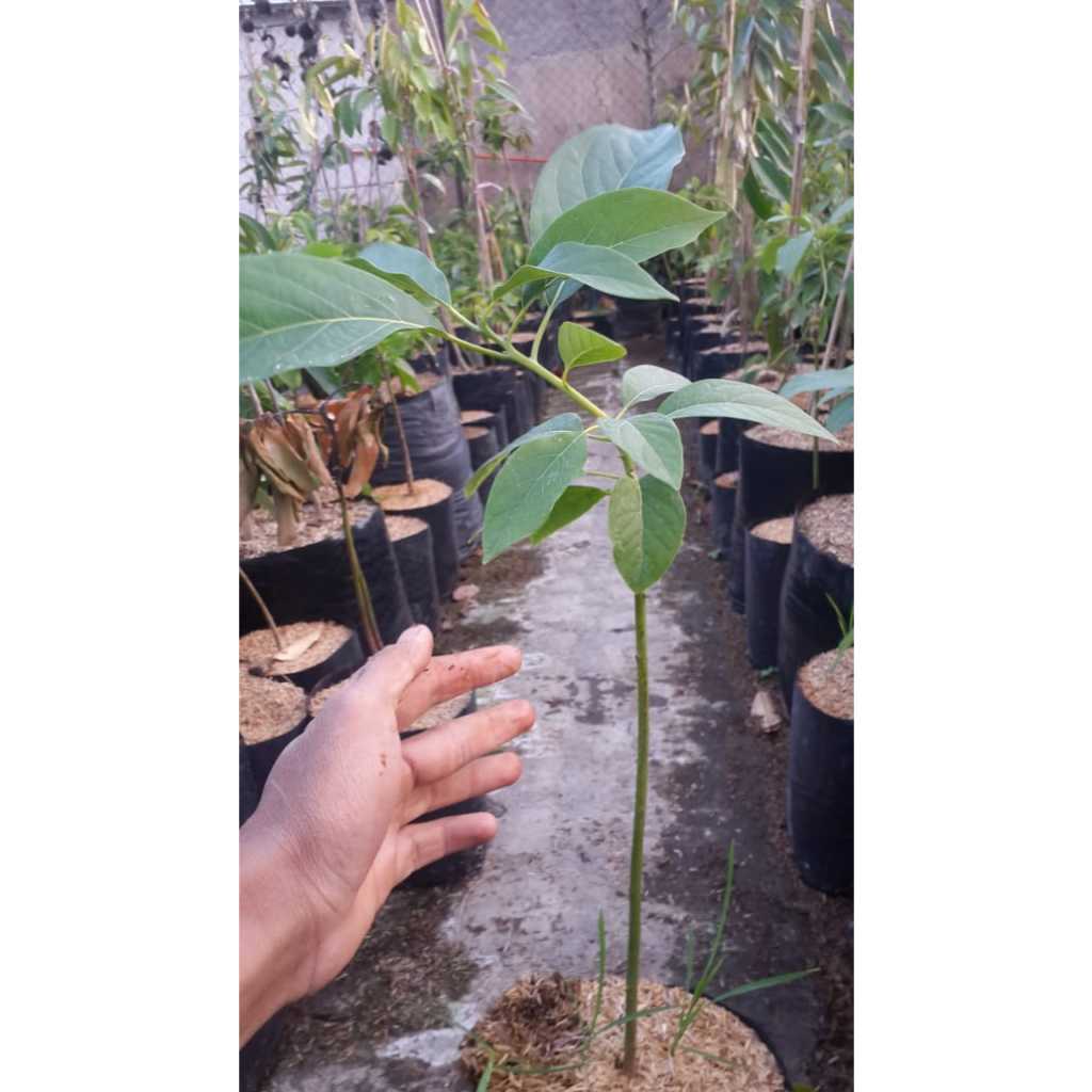 Bibit Buah Alpukat Mentega-bibit buah-bibit alpukat