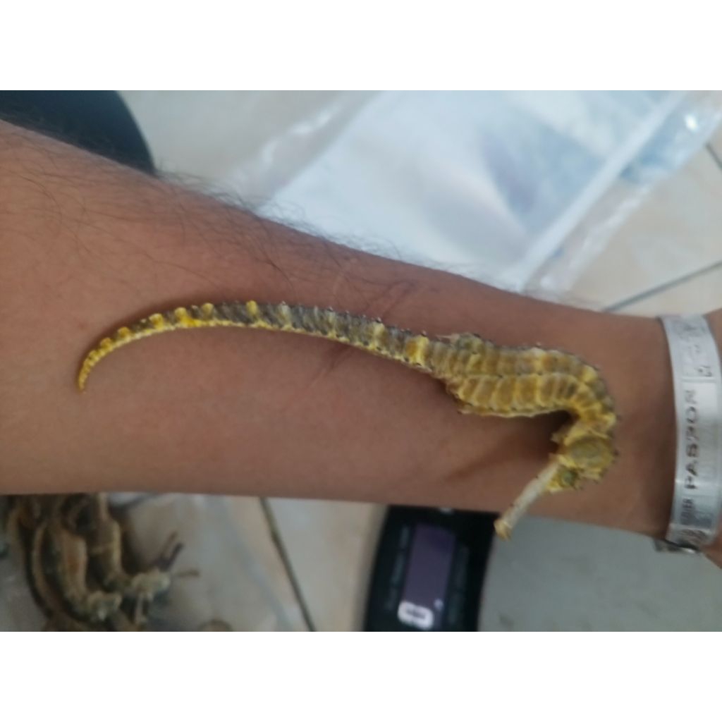 KL HAI MA SUPER / KUDA LAUT KERING UKURAN JUMBO 11-14 CM GRADE A