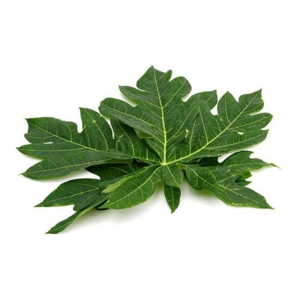 

Daun pepaya segar lalapan mentah per500gr