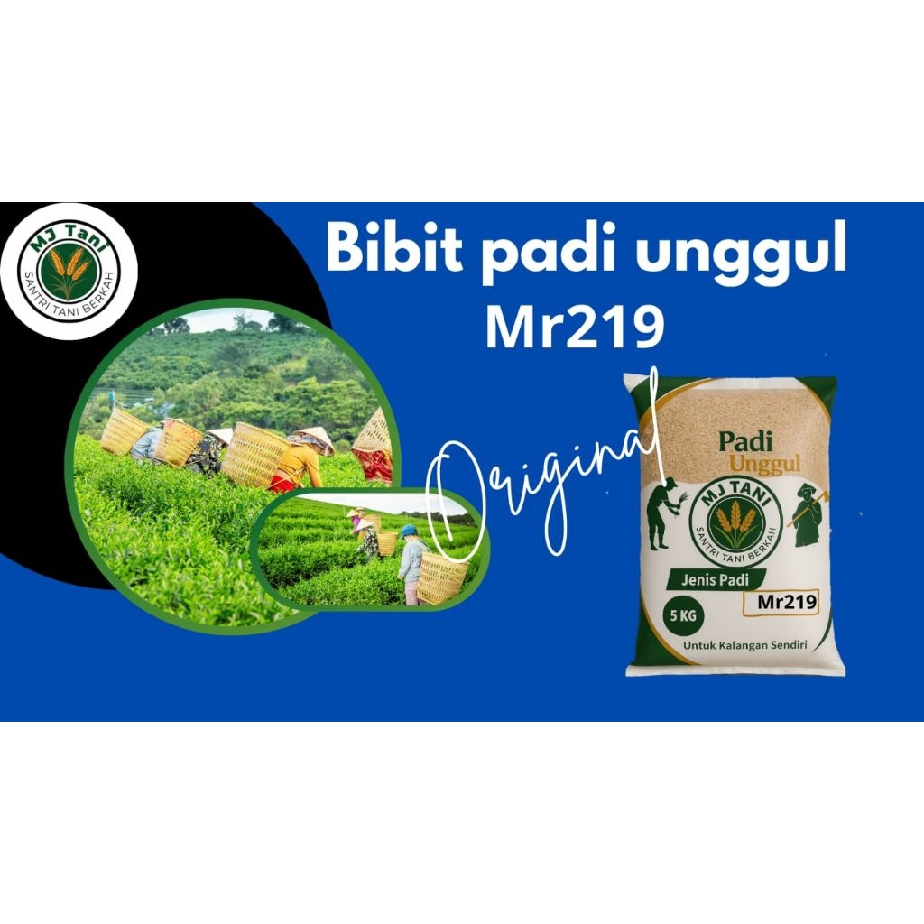 terbaru bibit padi mr219 original 5kg