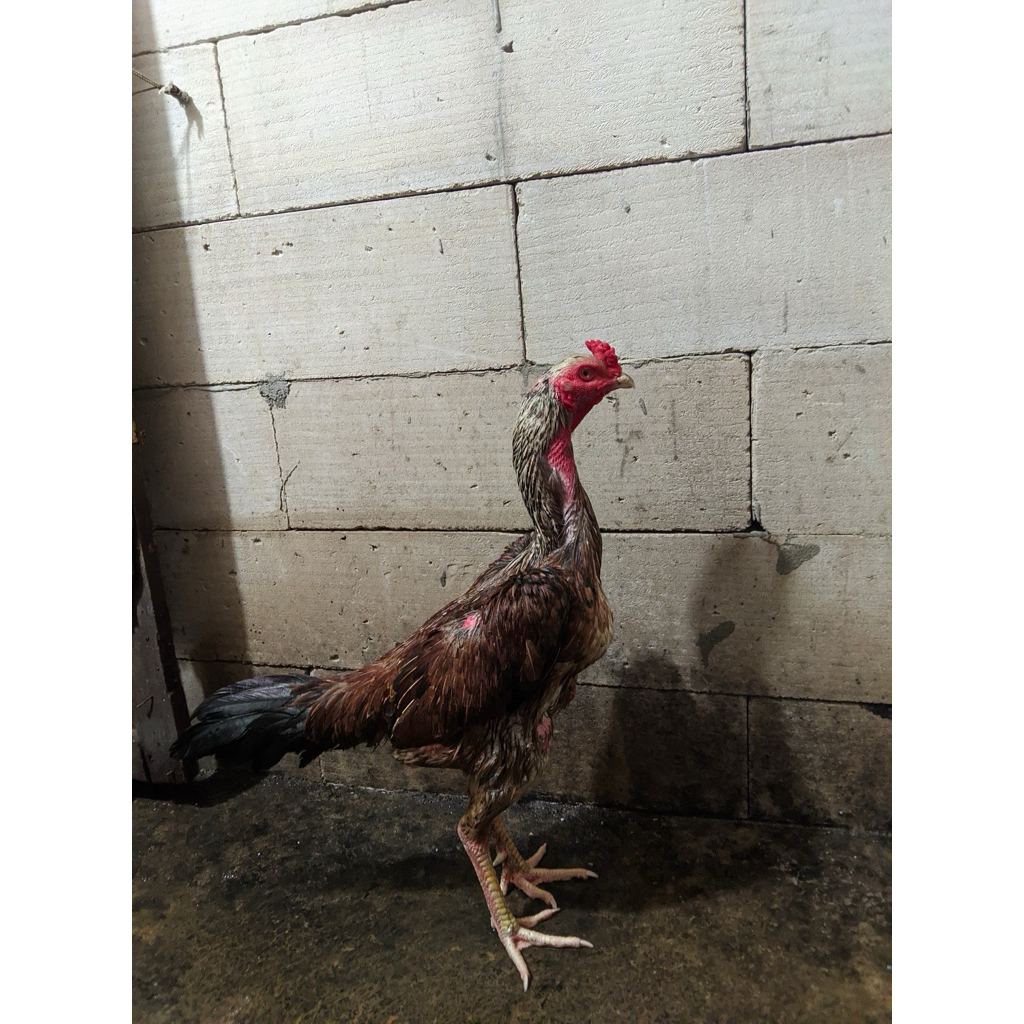 Telur fertil ayam pama bulbi