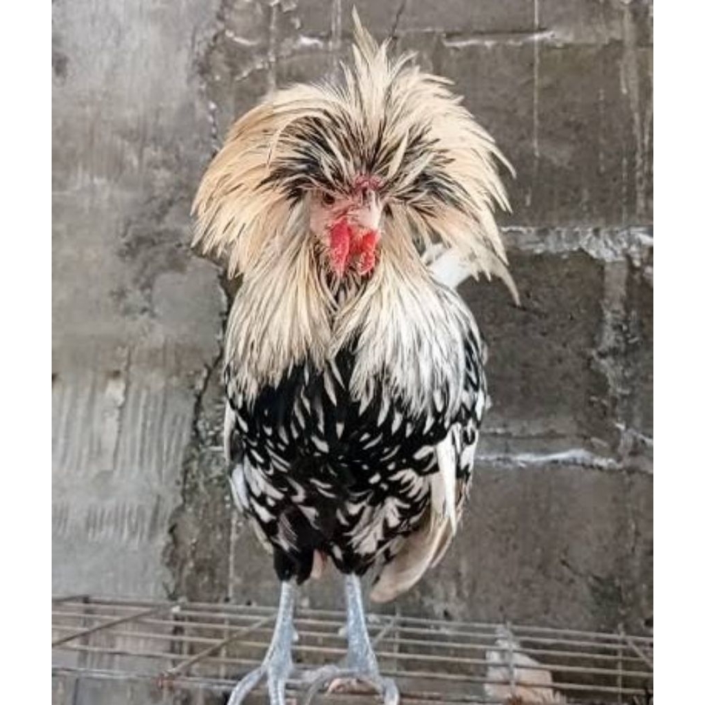 telur ayam poland jambul fertil original