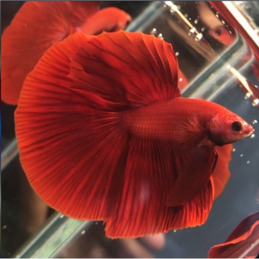 ISTIMEWA cupang halfmoon super red paling merah merona, ekor lebar warna pekat, gratis ongkir seluru