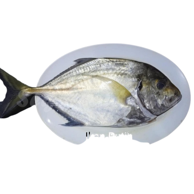 Ikan Kuwe 1Kg Ikan Kuwe Segar Ikan Kuwe Gepeng Ikan Kue