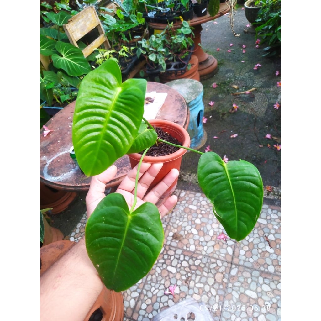 anthurium veitchii king
