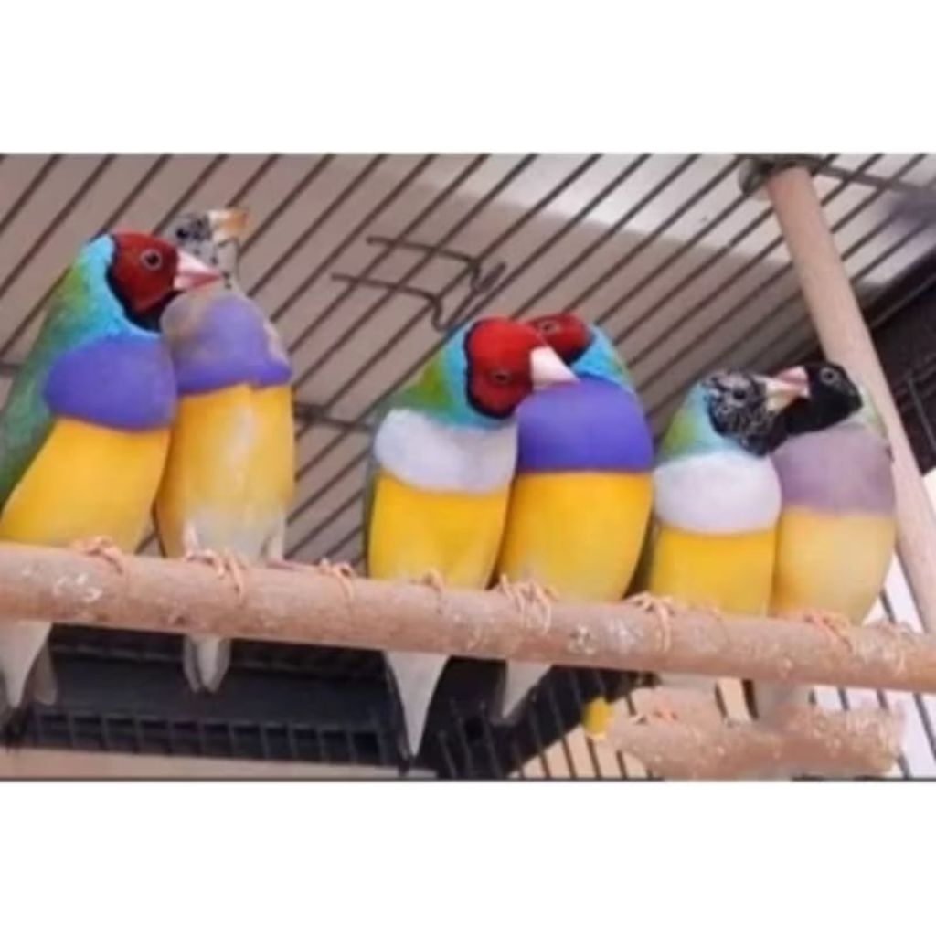 Burung gould amadine punggung hijau rawatan satuan