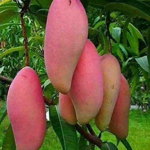 Bibit Buah Mangga Red Ivory |Buah Mangga | Bibit Buah