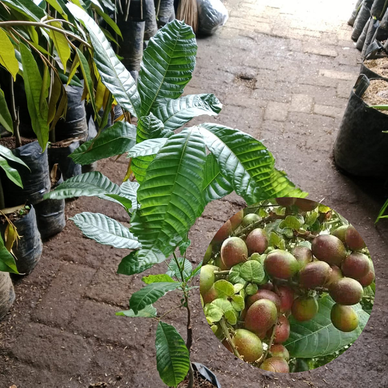 Bibit buah matoa |Buah Matoa |Bibit buah