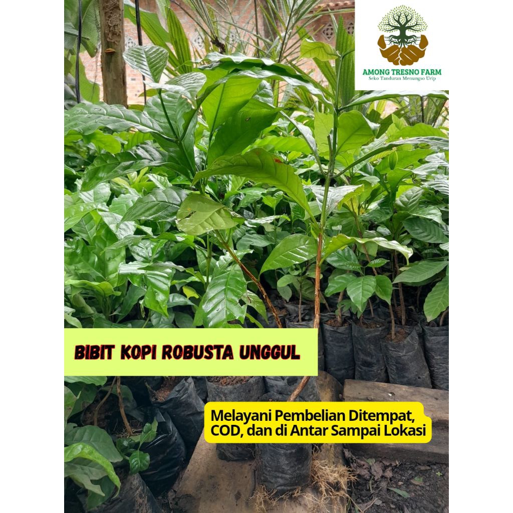 BIBIT KOPI ROBUSTA UNGGUL