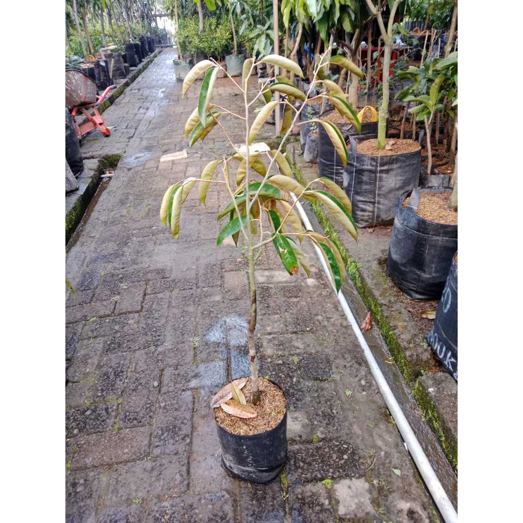 Bibit Buah Durian Tembaga| Buah Durian