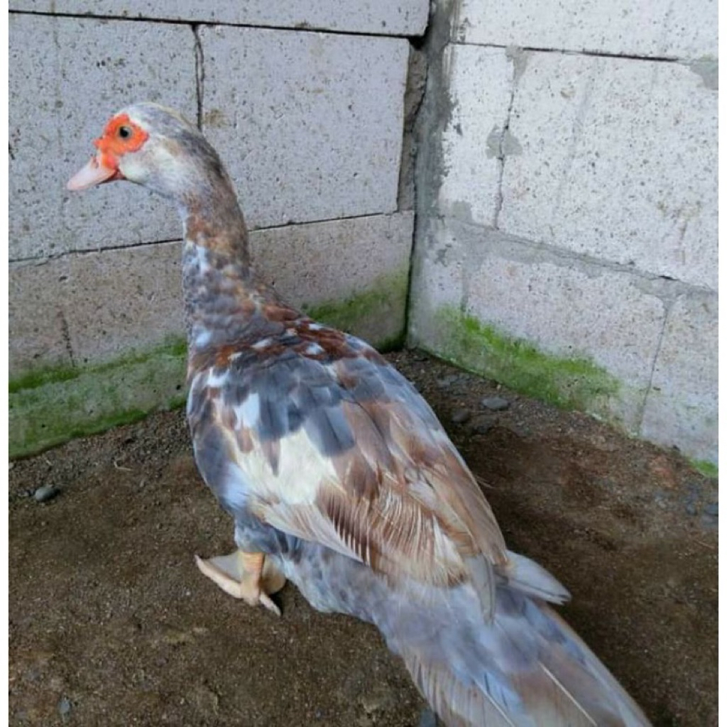 TELUR FERTIL BEBEK HIAS RAMBON JUMBO UNTUK DI TETASKAN