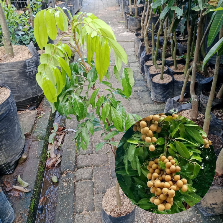 Bibit Kelengkeng Itoh| Kelengkeng | Bibit buah