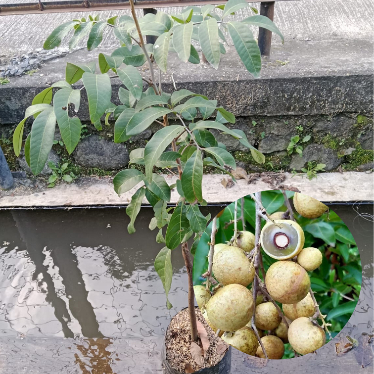 Bibit Buah Kelengkeng Puangrai |Buah Kelengkeng |Bibit Buah