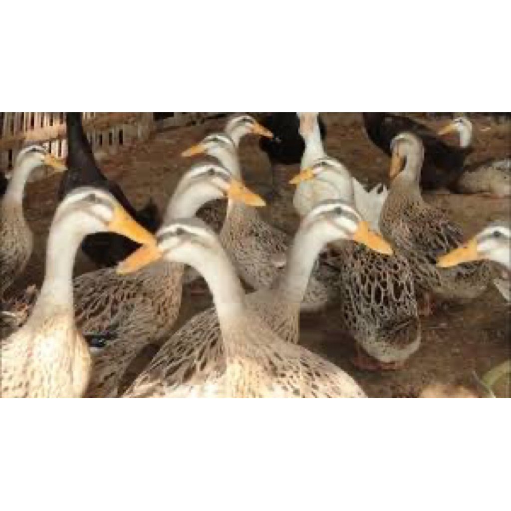 TELUR FERTIL BEBEK ALABIO UNTUK DITETASKAN