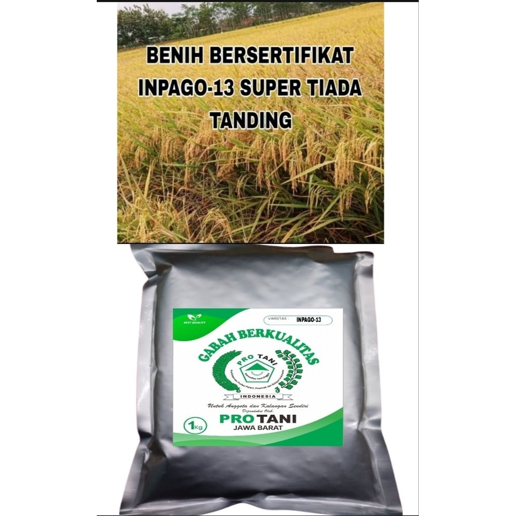 BENIH PADI 1KG INPAGO-13 SUPER ORI 100% LABEL PUTIH BERSERTIFIKAT