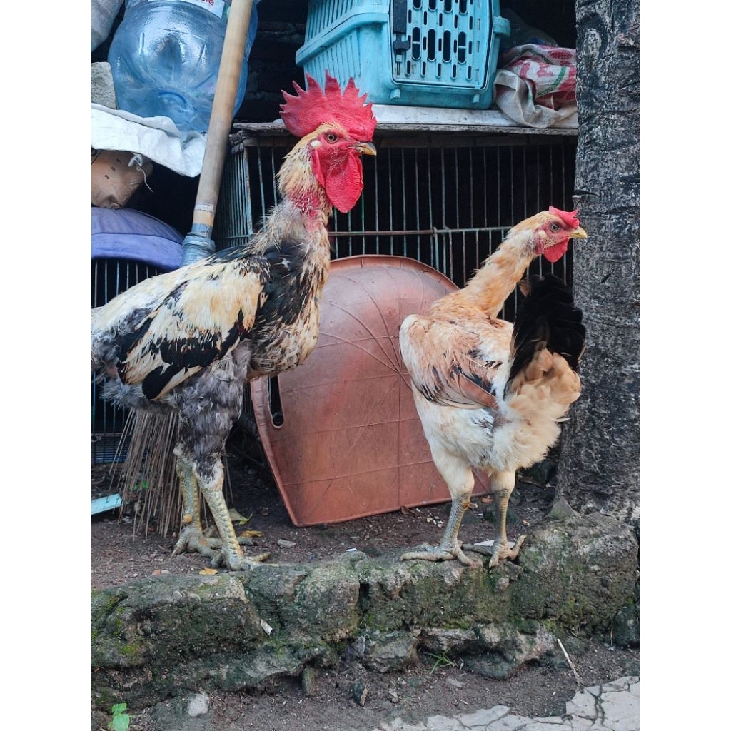 ayam pelung sepasang siap produksi