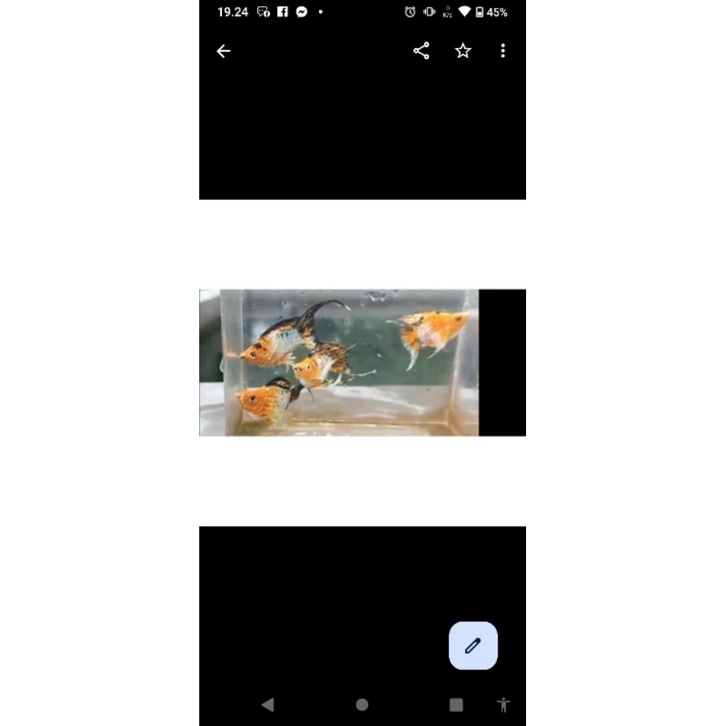 molly Thailand cawang