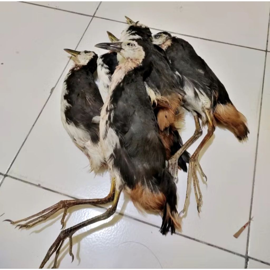 JONTROT burung ruak-ruak patung ruak-ruak