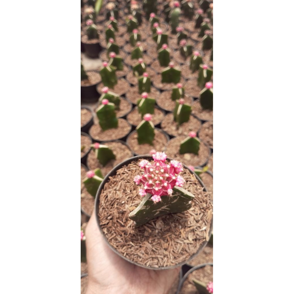 Kaktus Gymno Mihanovichii