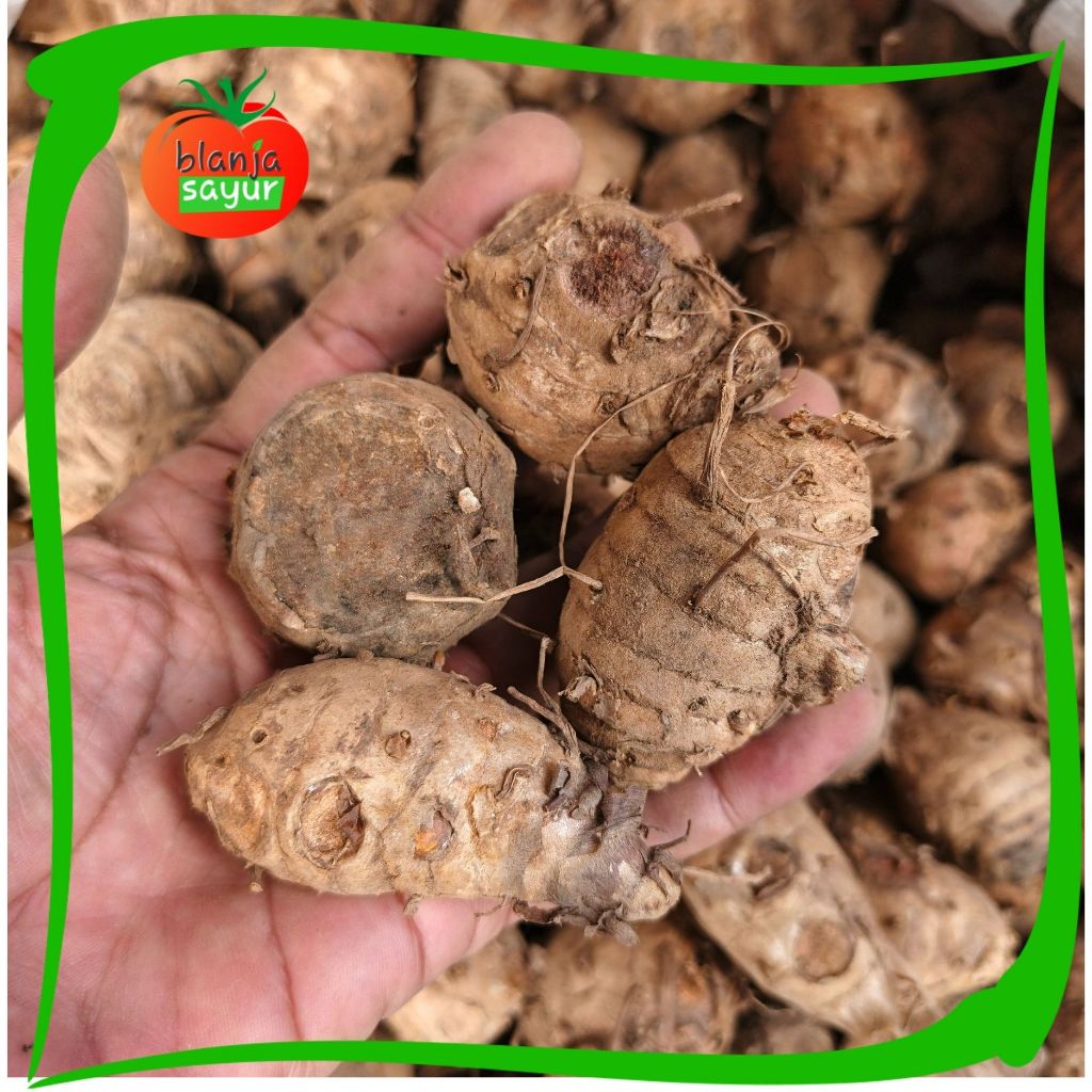 Induk Kunyit / Biang Kunyit