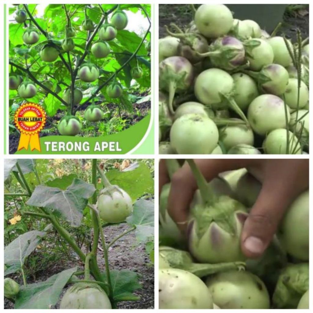 benih biji terong lalap apel isi 250 butir