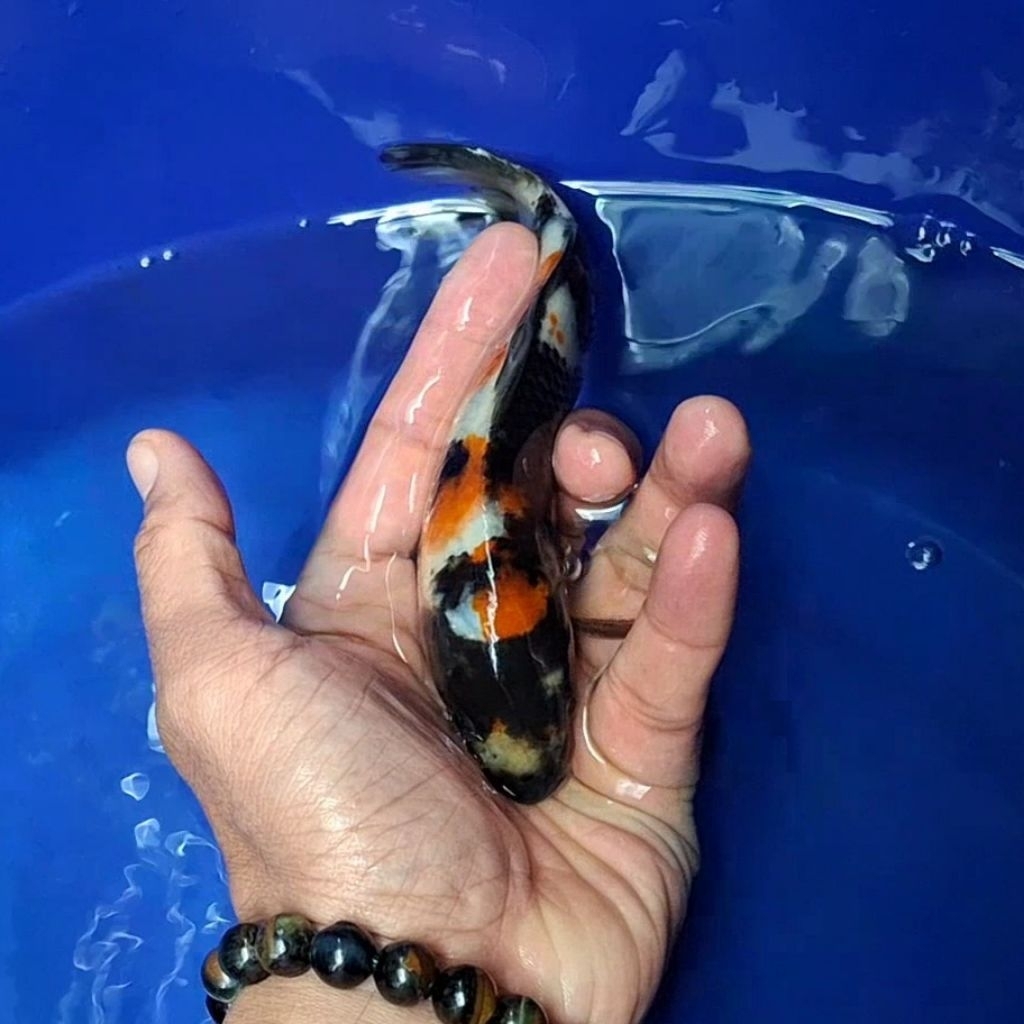 Ikan Koi Blitar Jenis Kin Showa / Rumah Koi Jakarta / kode 001