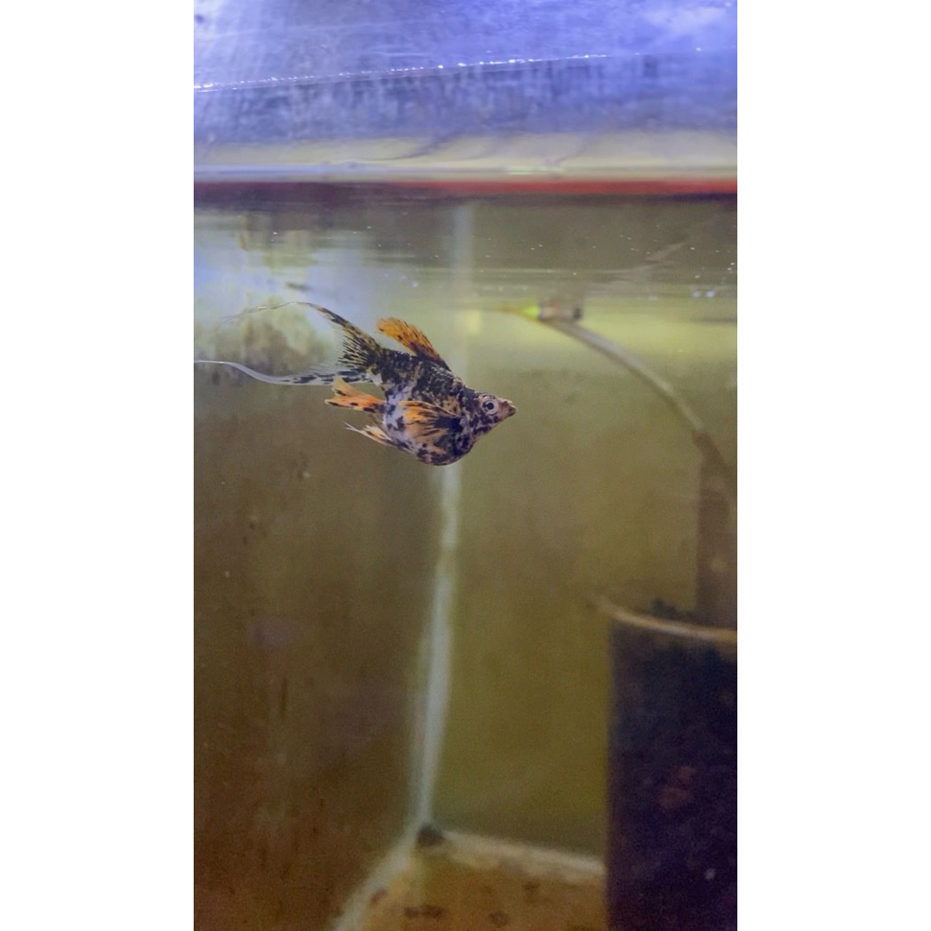 ikan molly merpati calico cawang dewasa limited edition