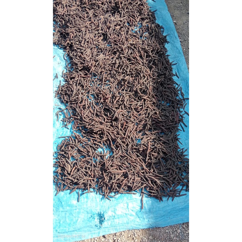 CABE JAMU/CABE PUYANG