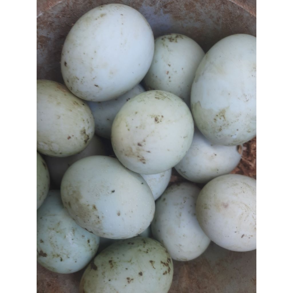 Telur Bebek Sawah Fertil