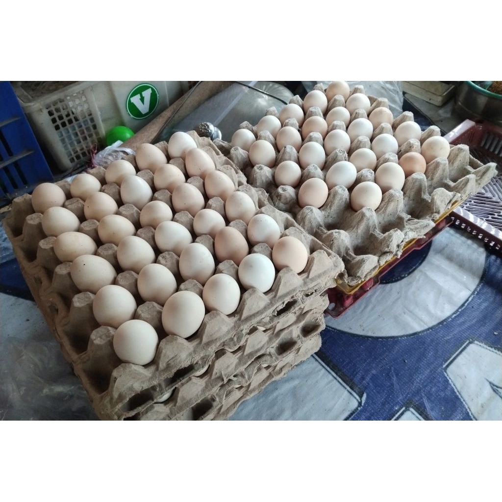 Telur Ayam Kampung Organik