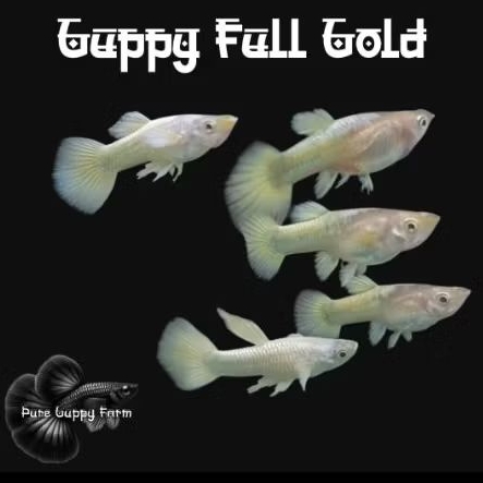 Guppy full gold