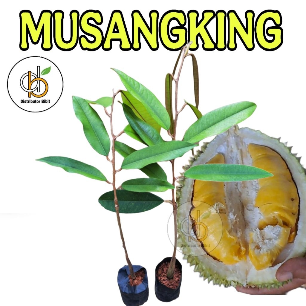 Bibit Durian Musangking