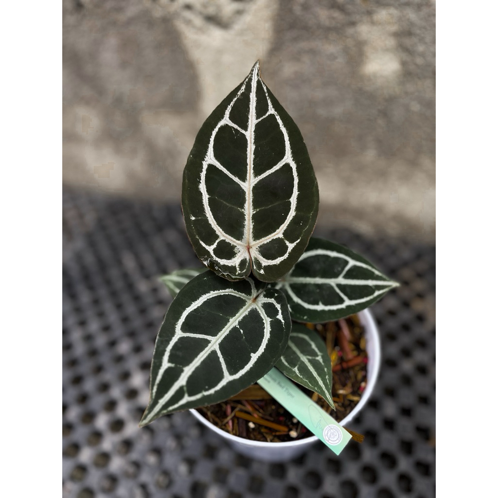 anthurium red tiger * name tag medium size original