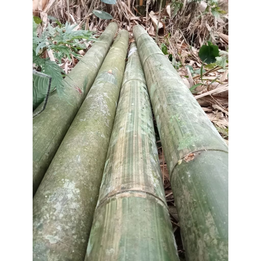 Bambu Gombong Utuh | Bambu Geluntungan | Bambu Ukuran Besar | Bambu Petung