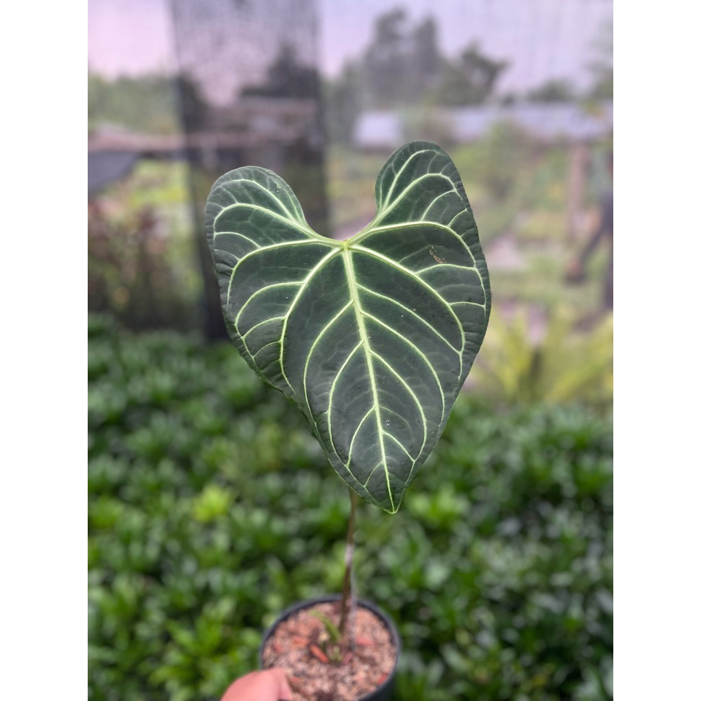 REGALE ecuador anthurium regale original