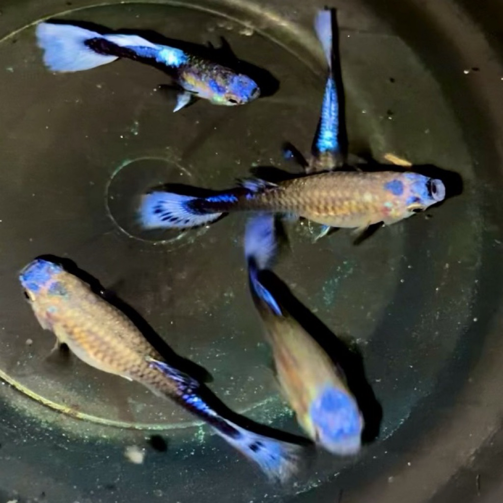 ekstra ketapang - guppy blue koi sepasang