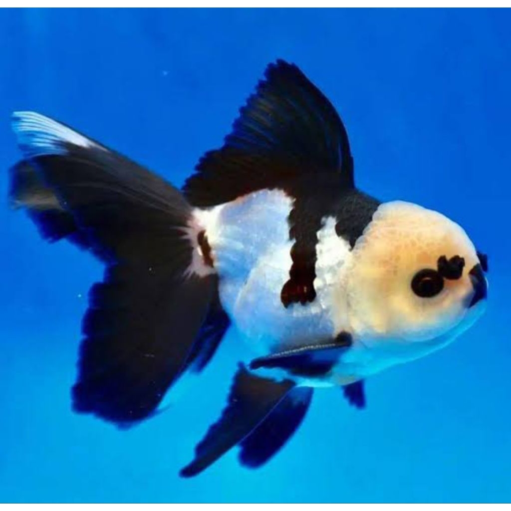 ikan koki oranda panda