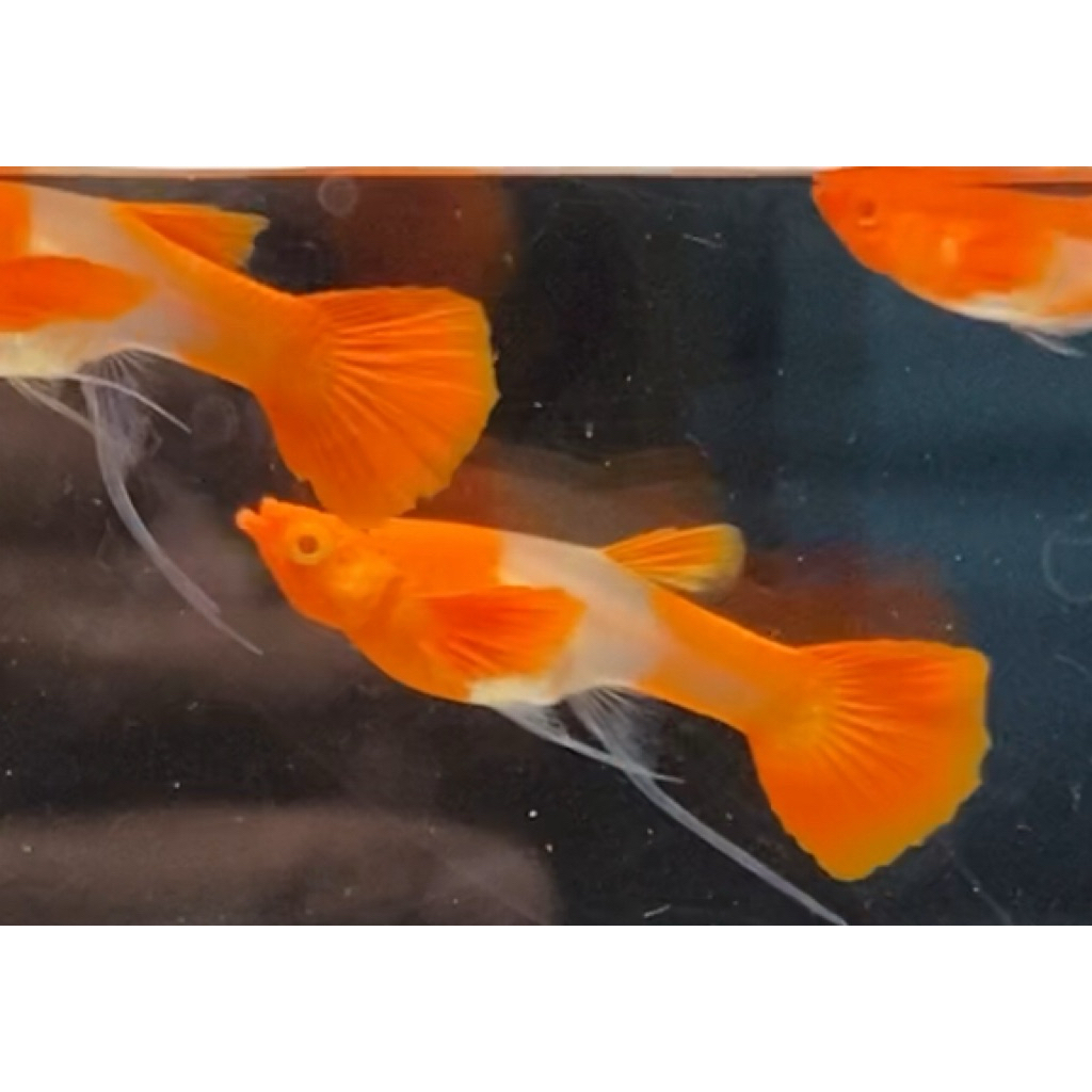 extra ketapang - guppy koi red ear ribbon