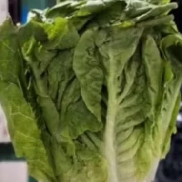 lettuce romaine fresh