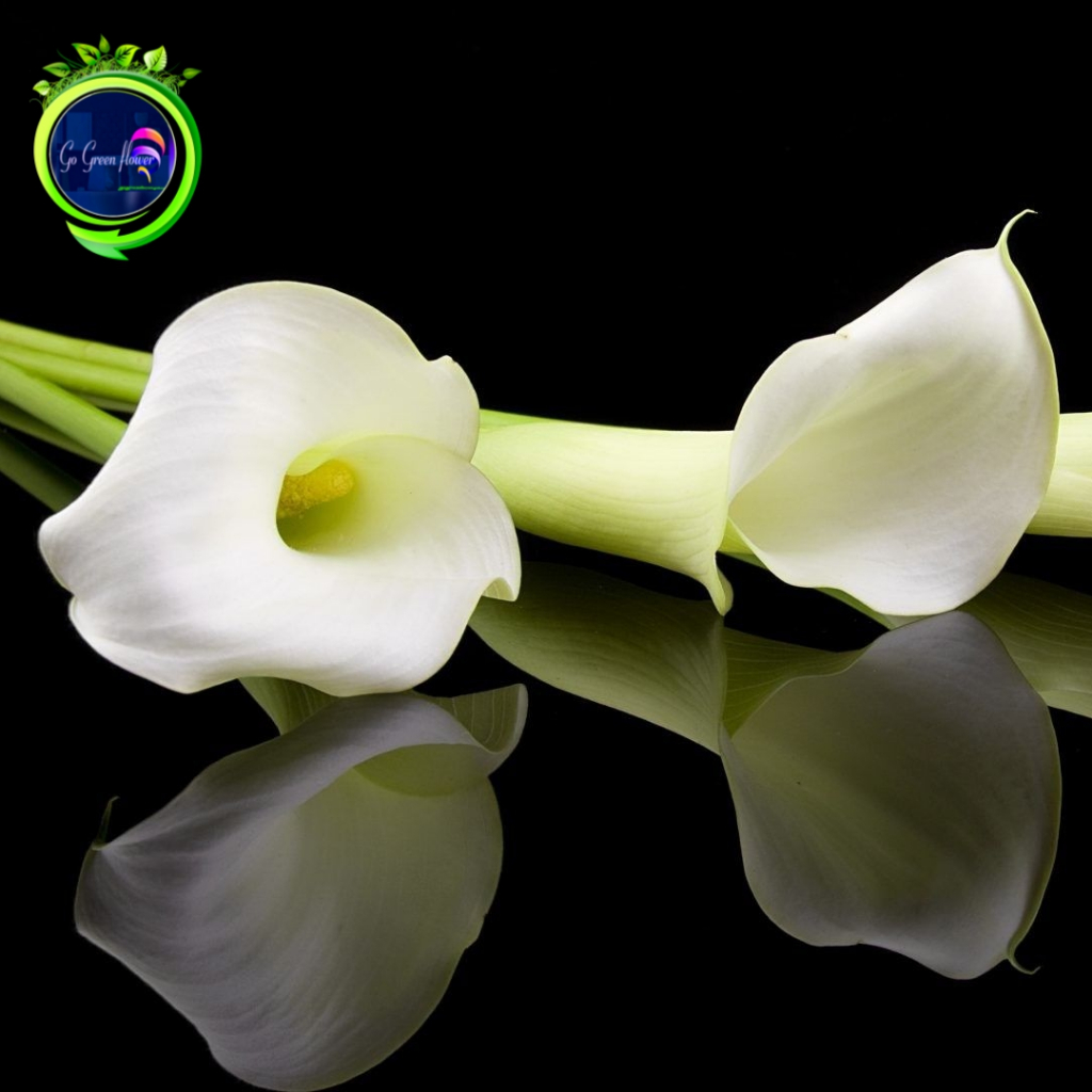 CALLA LILI PUTIH CHALA LILY TANAMAN AIR bunga air bunga dekorasi