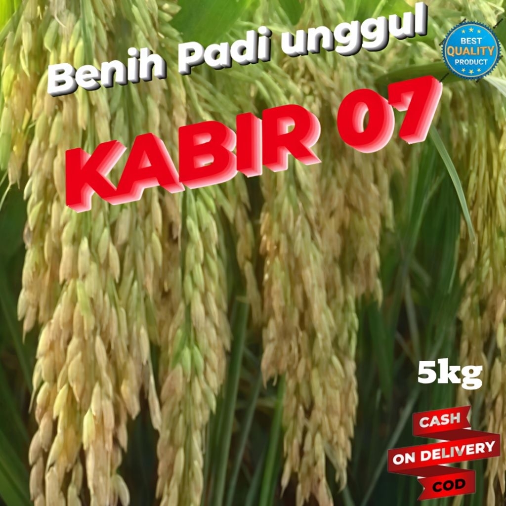 BIBIT BENIH PADI UNGGUL KABIR 07 BERKUALITAS KEMASAN 5KG