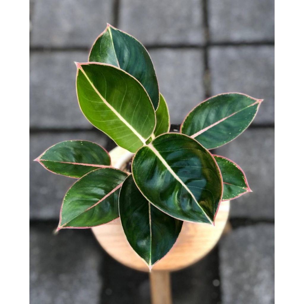 Tanaman hias hidup aglonema flamingo - pohon aglonema flamingo