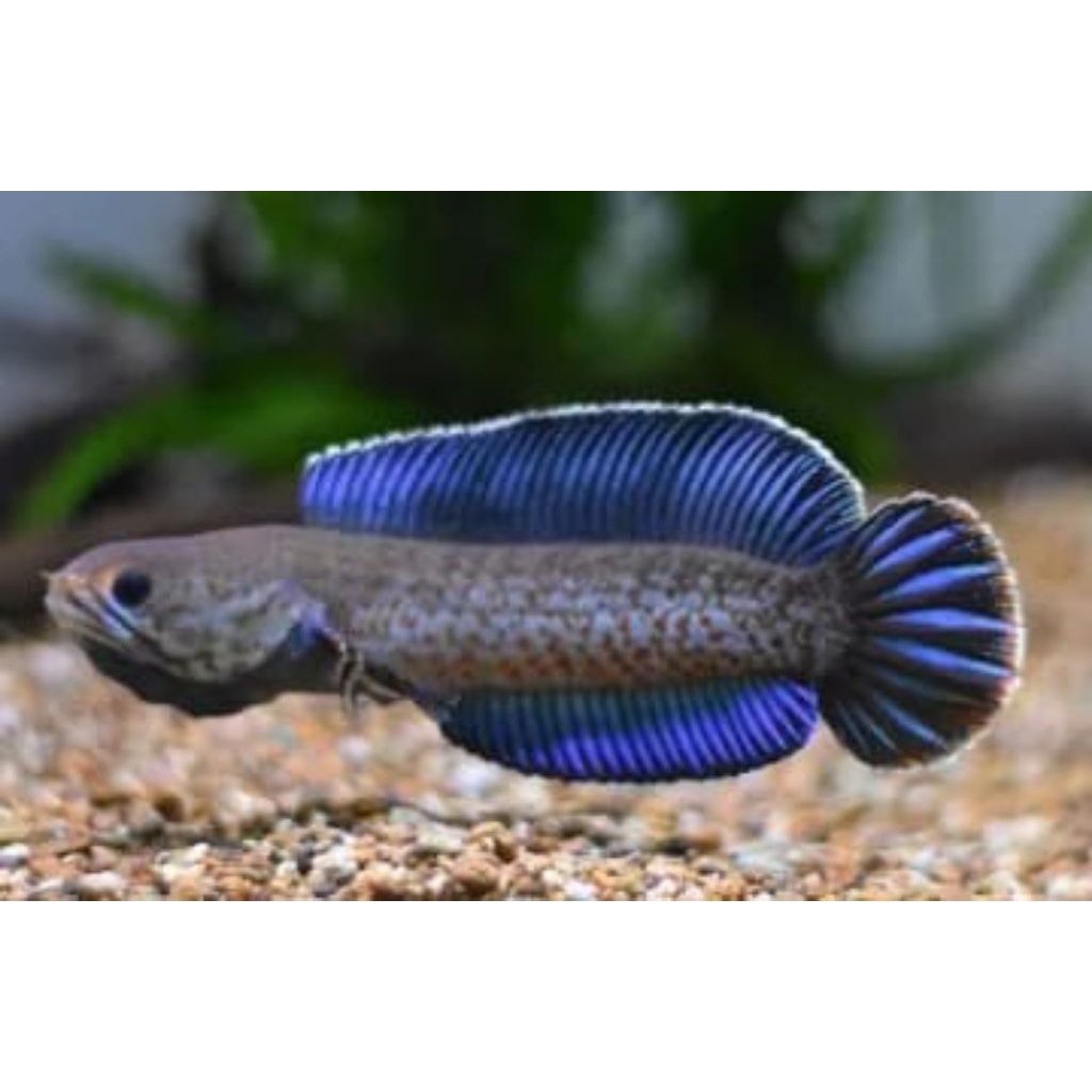 chana andrao 5-6cm bahan gondrong