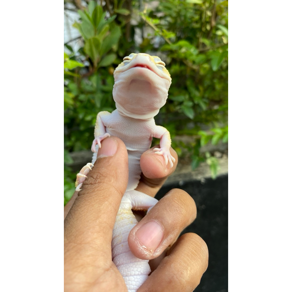 BABY LEOPARD GECKO + BONUS TEMPAT & ALAS DOLOMIT