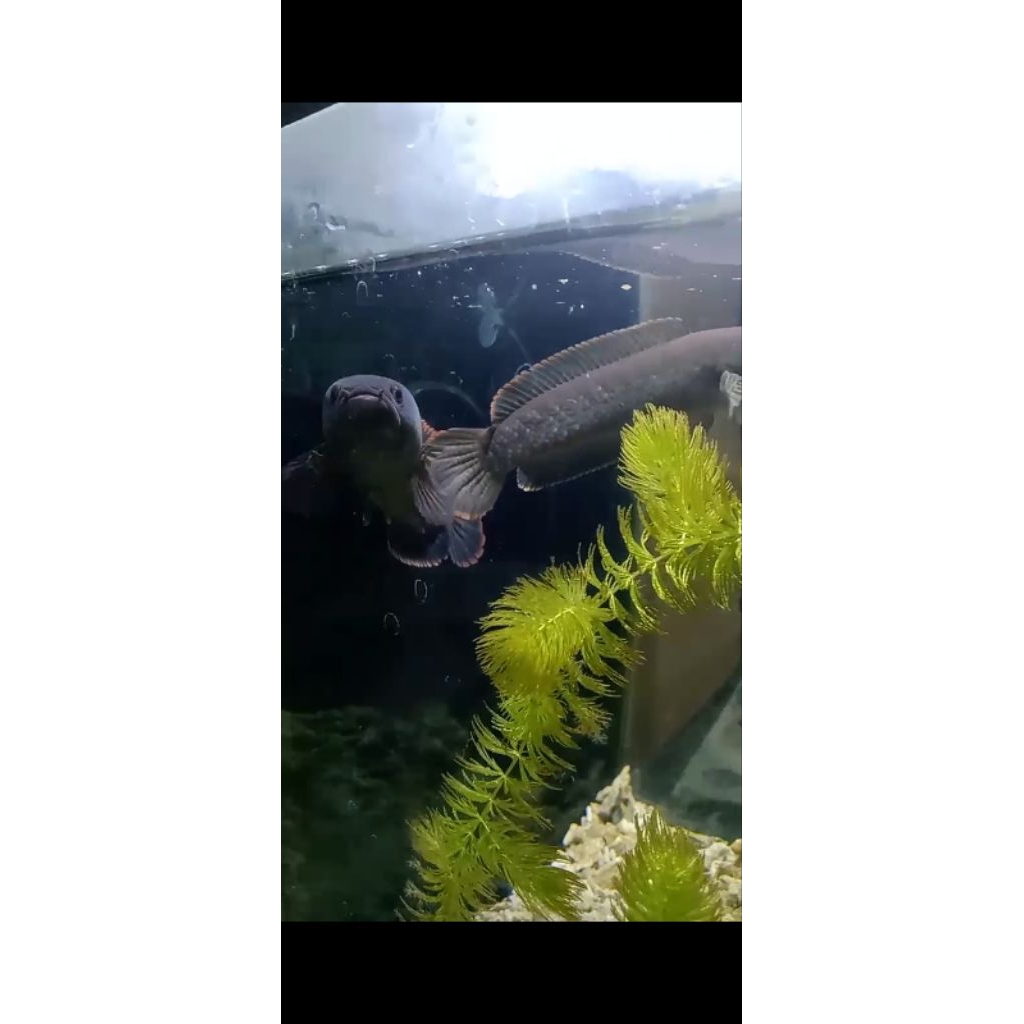 limbata WC ukuran jumbo